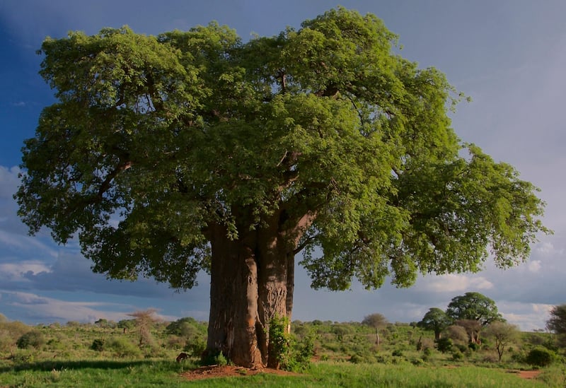 Serengeti National Park, Tanzania